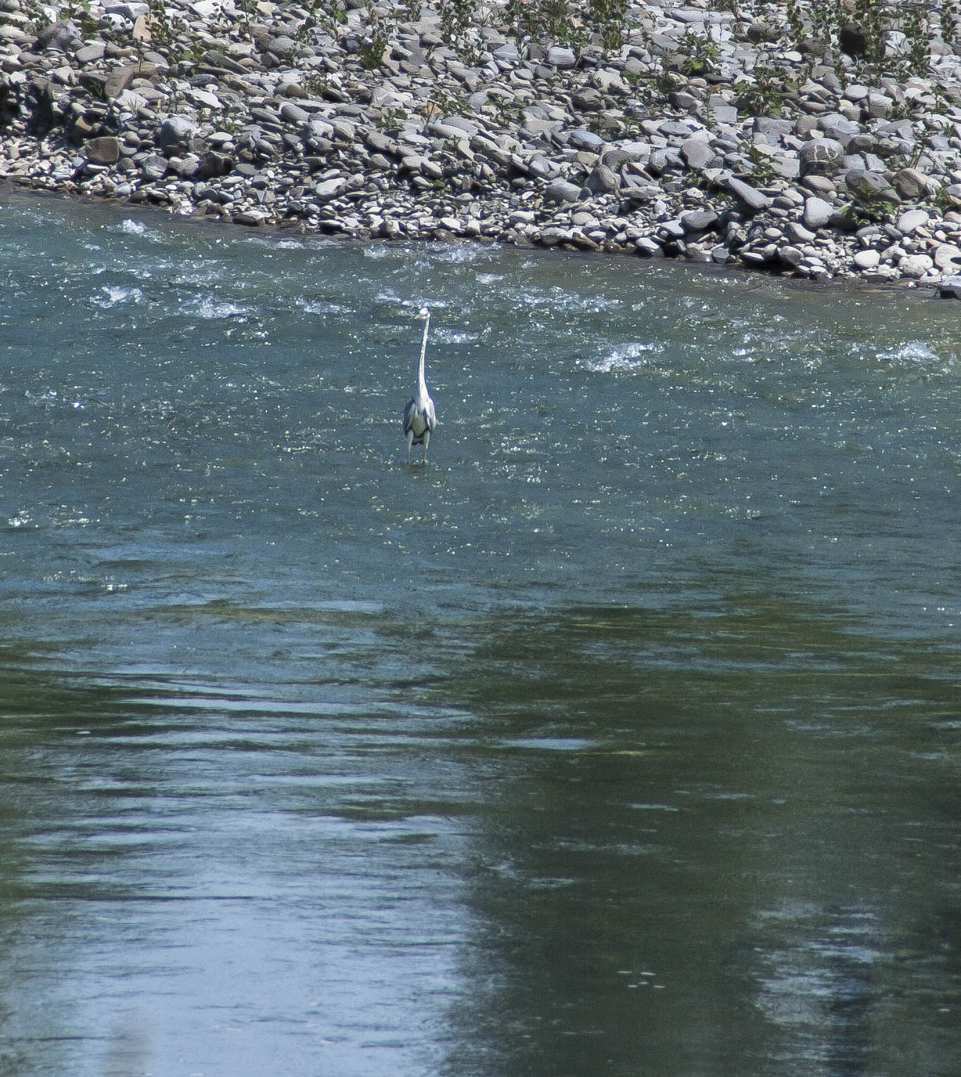Savignano (Mo) Uccelli Fiume Panaro Natura Airone Airone Cenerino sul fiume Panaro