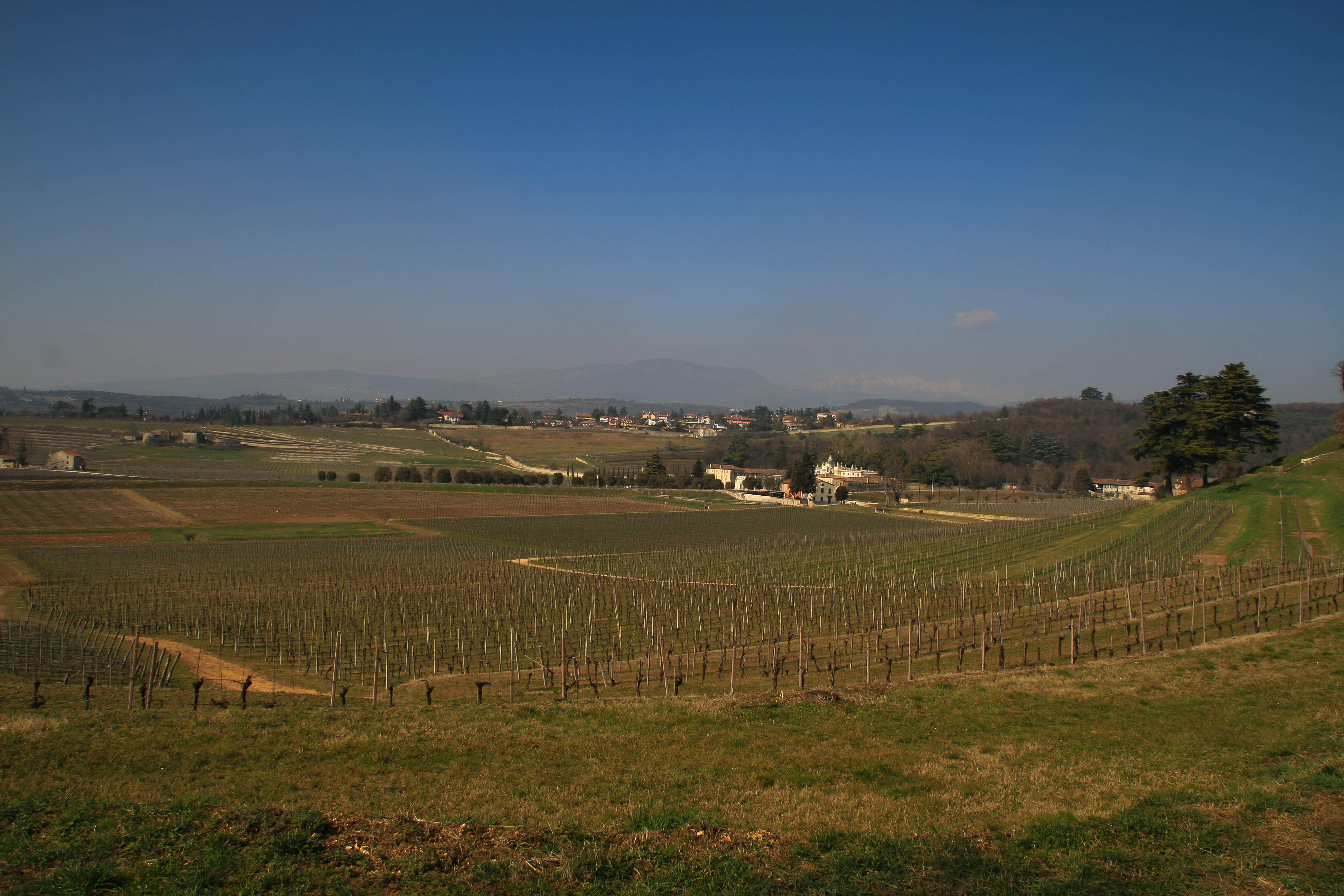 Negrar (Vr) Valpolicella Vigna Panorama 