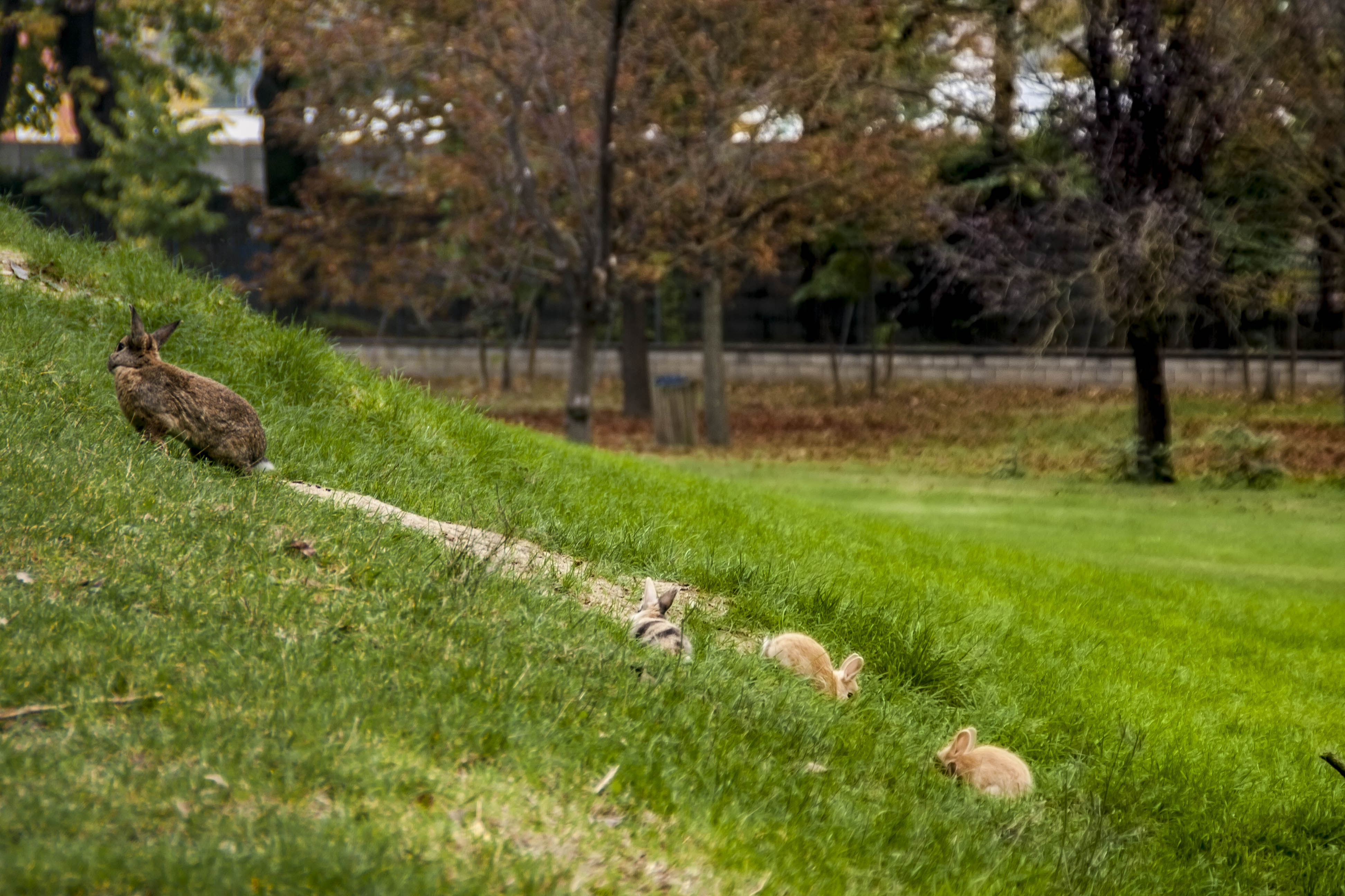 Faenza Conigli Natura Parco Conigli presso il Parco Bucci