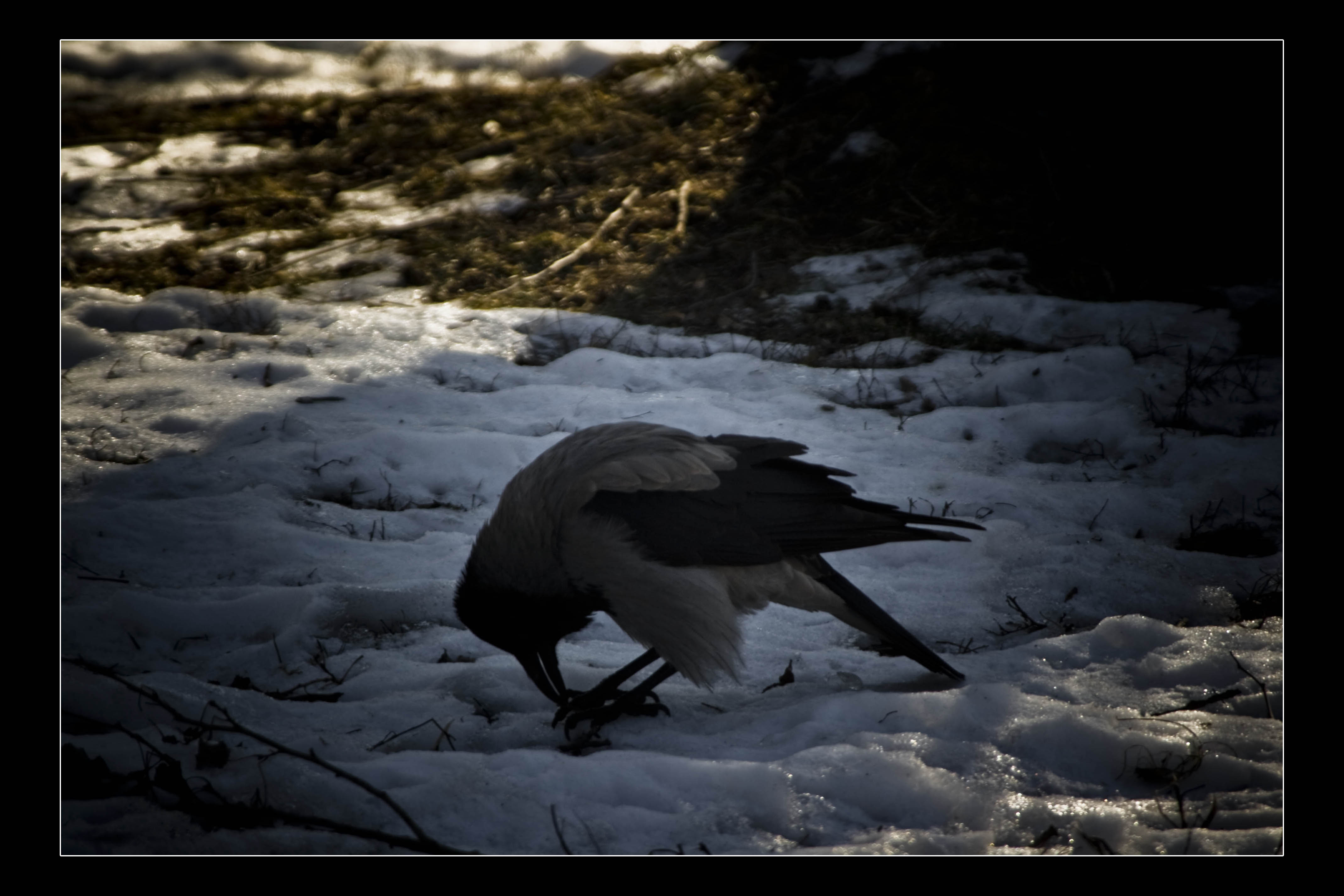 Kiev (Ua) Neve Animali Uccelli Corvo 