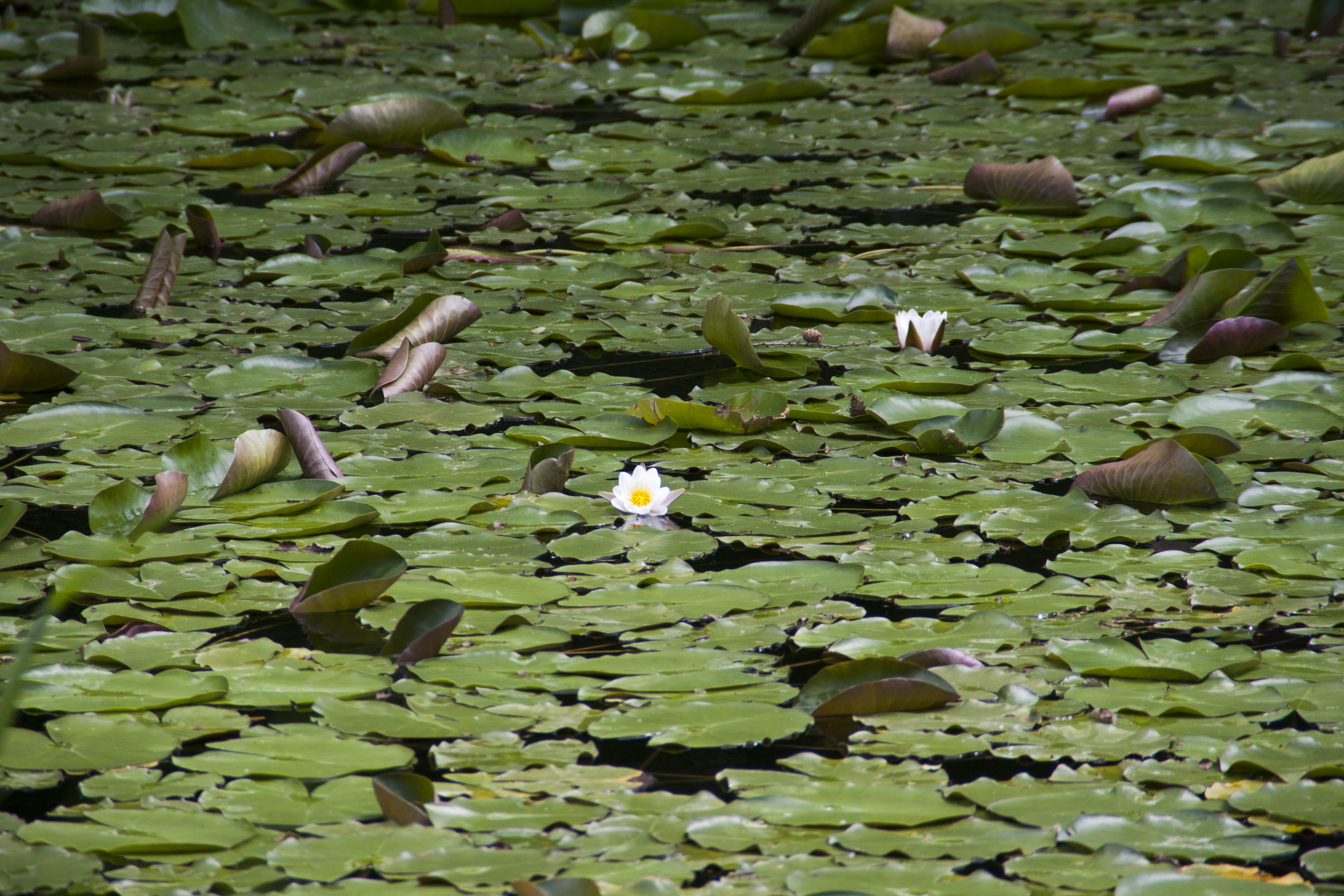 Lago di Cei Fiori piante acquatiche 