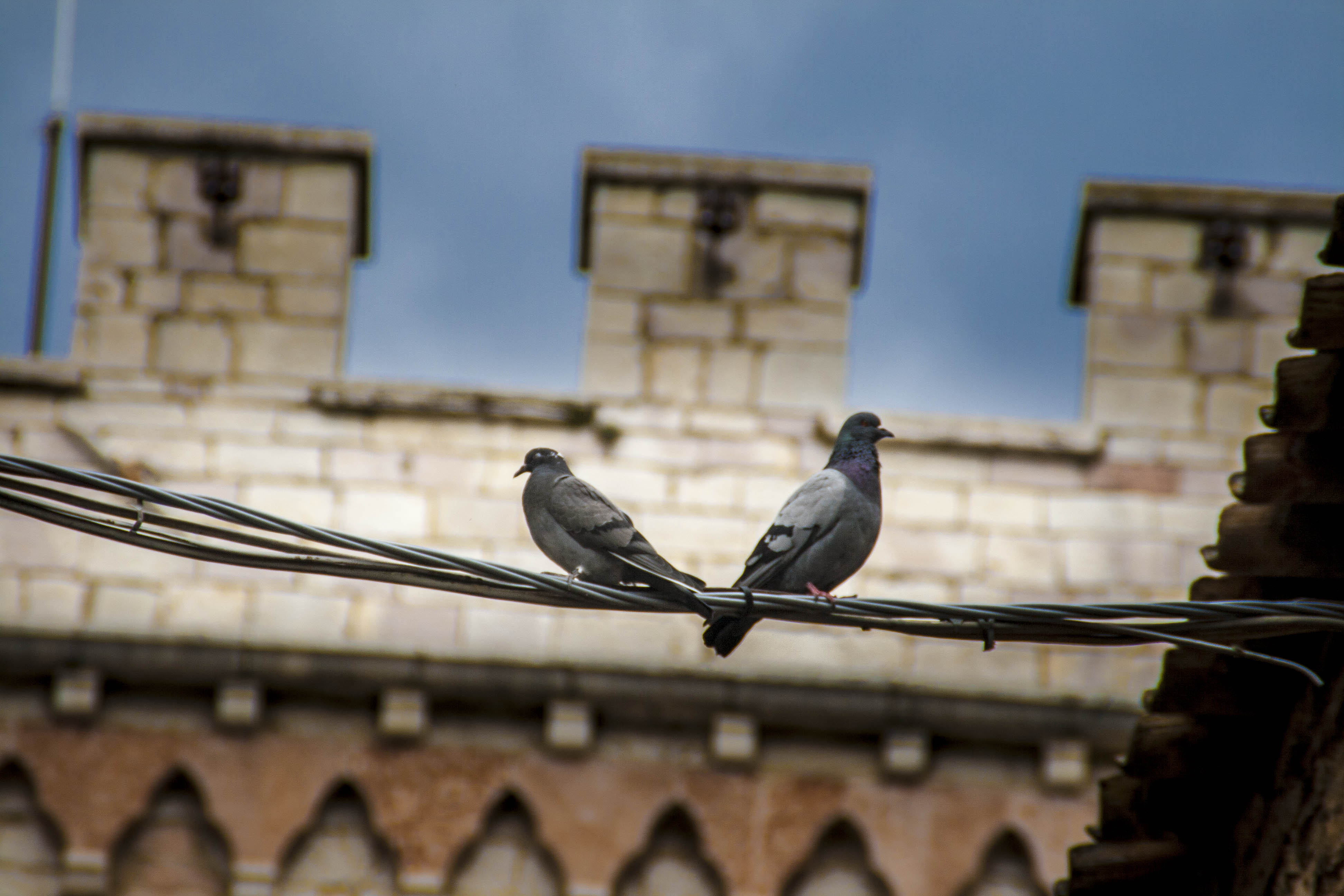 Assisi  Uccelli Umbria Particolare 