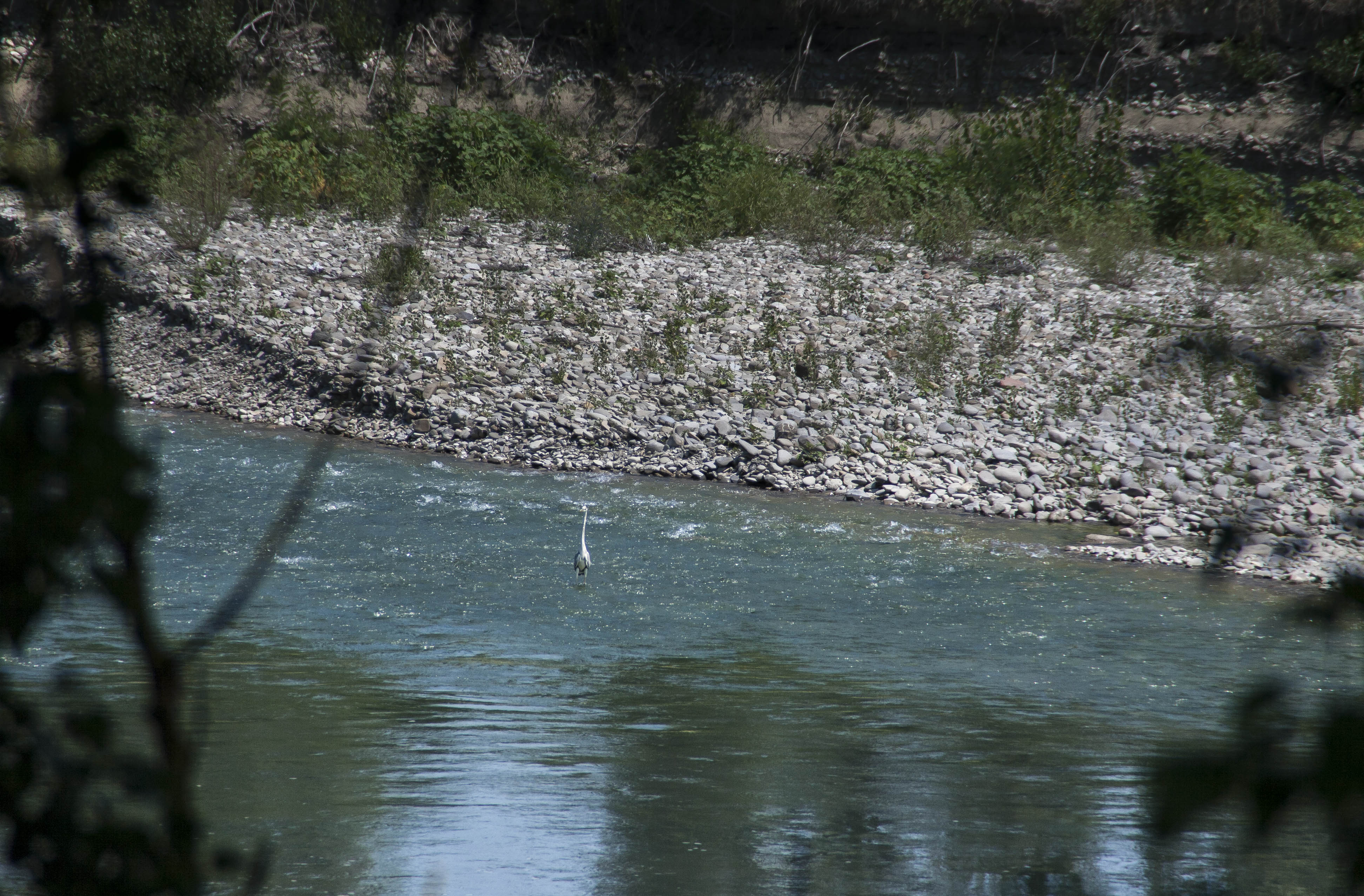 Savignano (Mo) Uccelli Fiume Panaro Natura Airone Airone Cenerino sul fiume Panaro