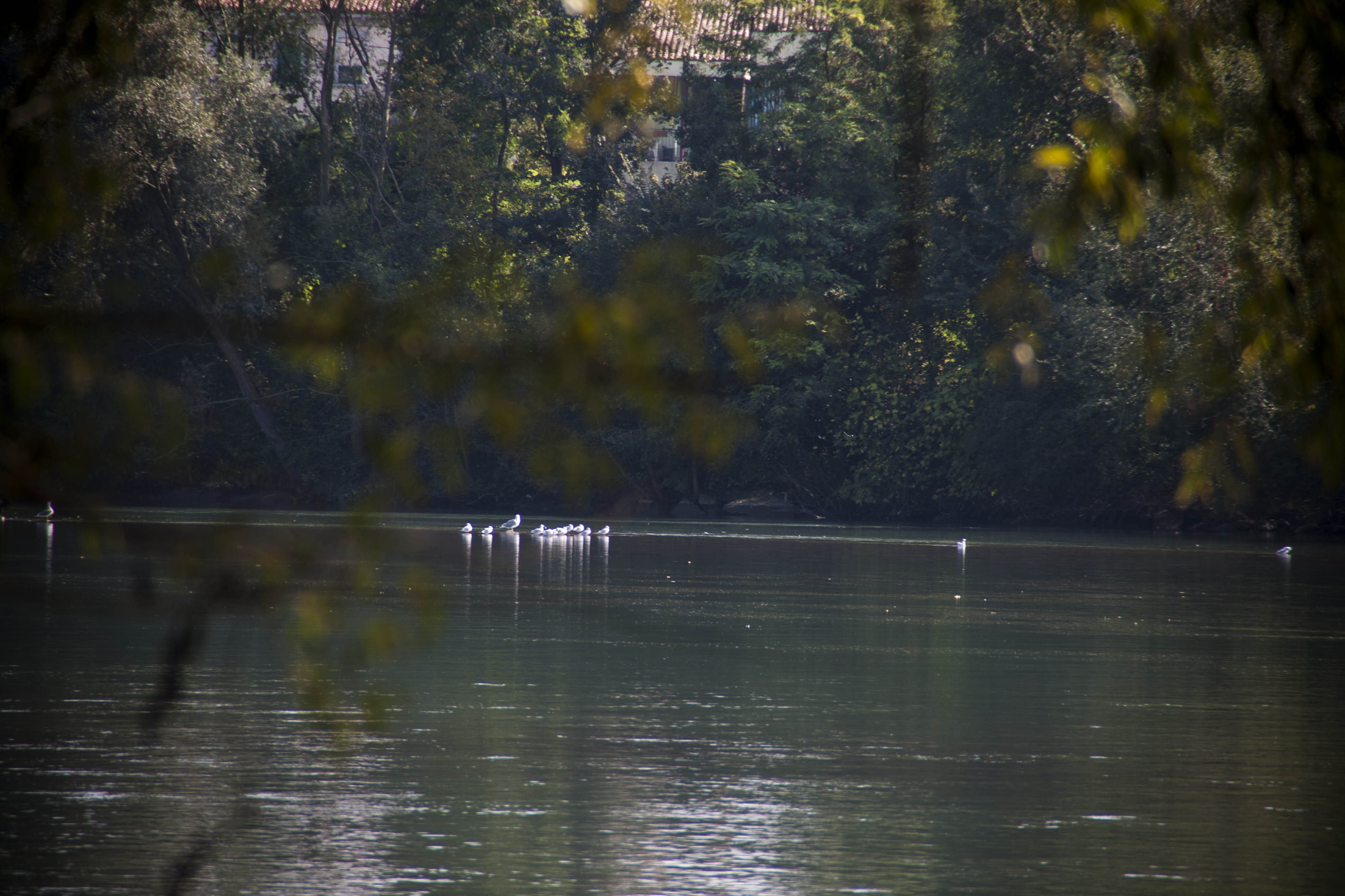 Verona Fiume Adige Natura Uccelli Gabbiani Camminata Parco dell'Adige