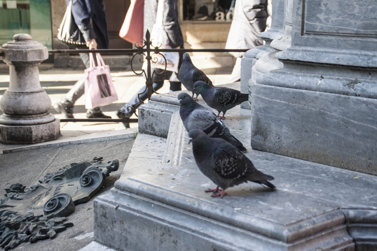 Venezia Edifici Monumenti Particolare Colombi Uccelli 