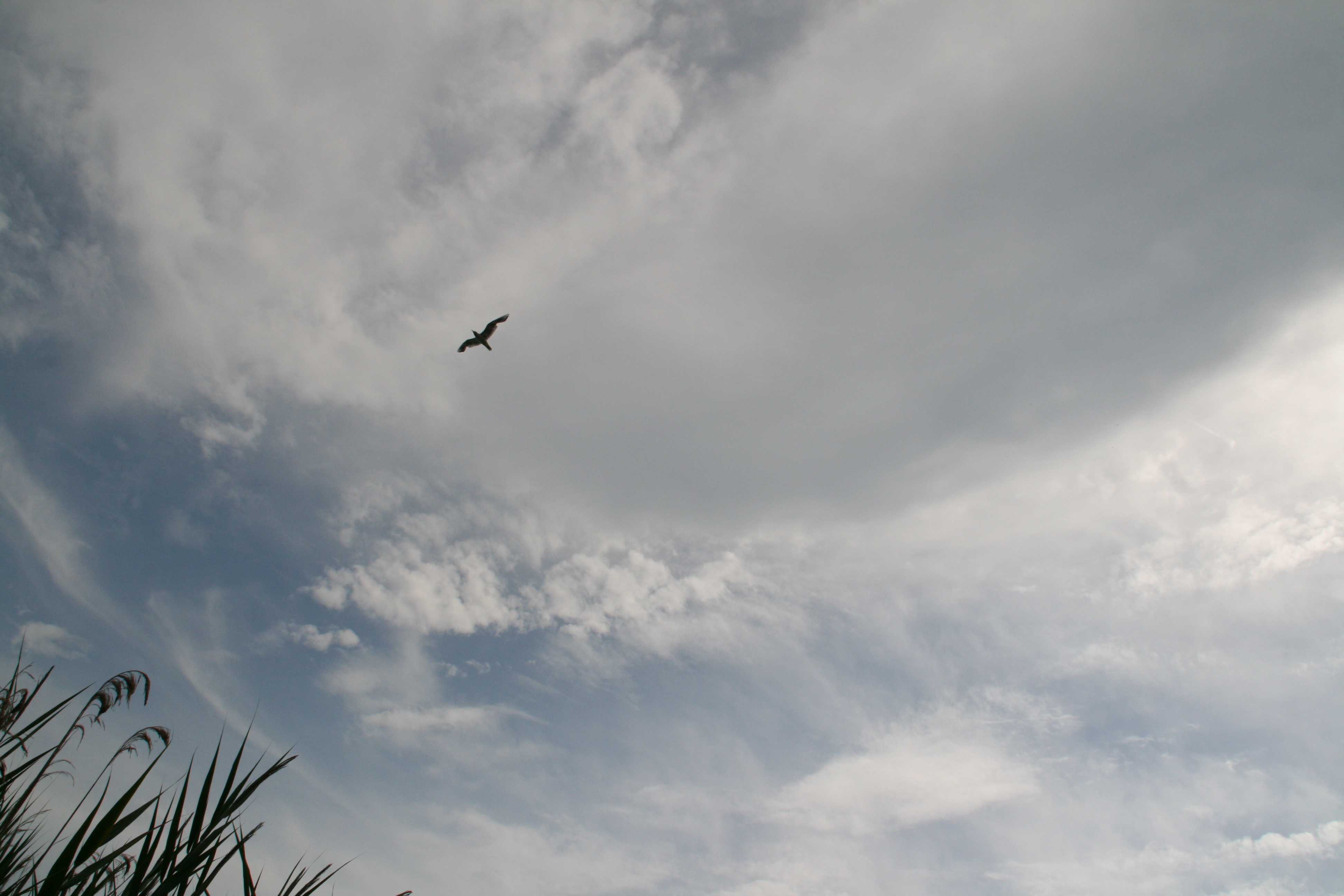 N/A Natura Uccelli Gabbiani Cielo 