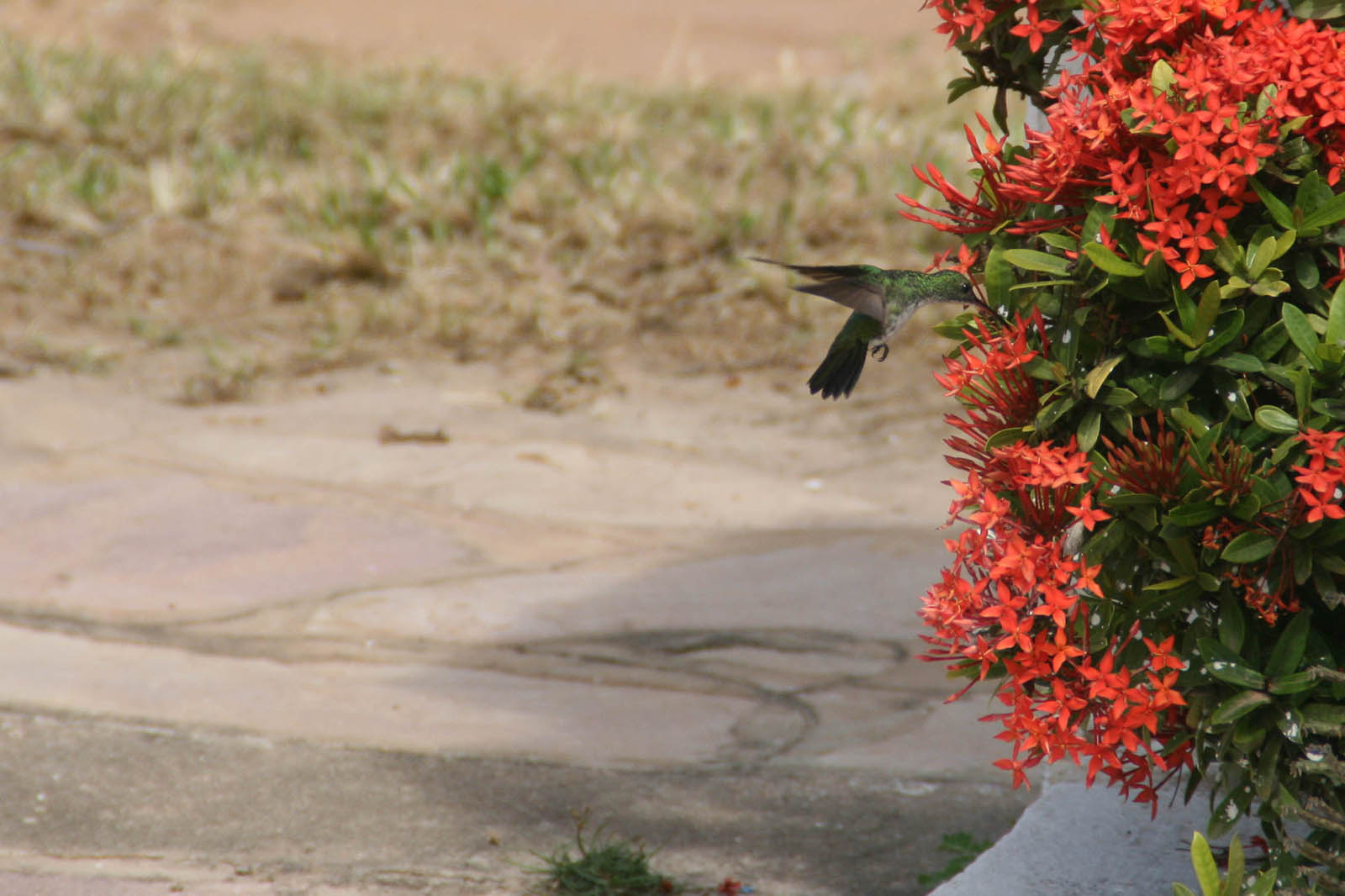 Brasile Colibrì Natura Uccelli 