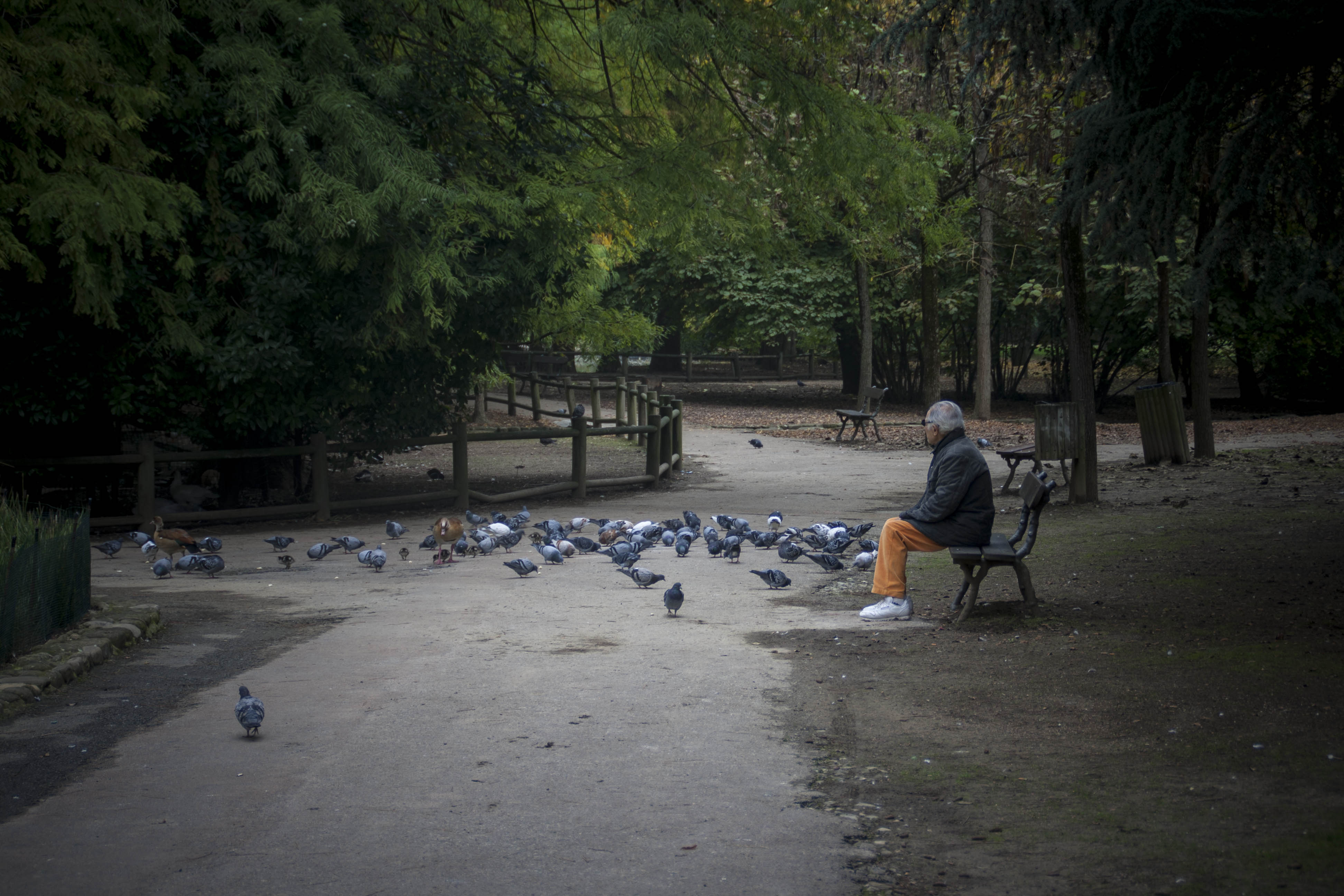 Faenza Anziano Parco Uccelli 