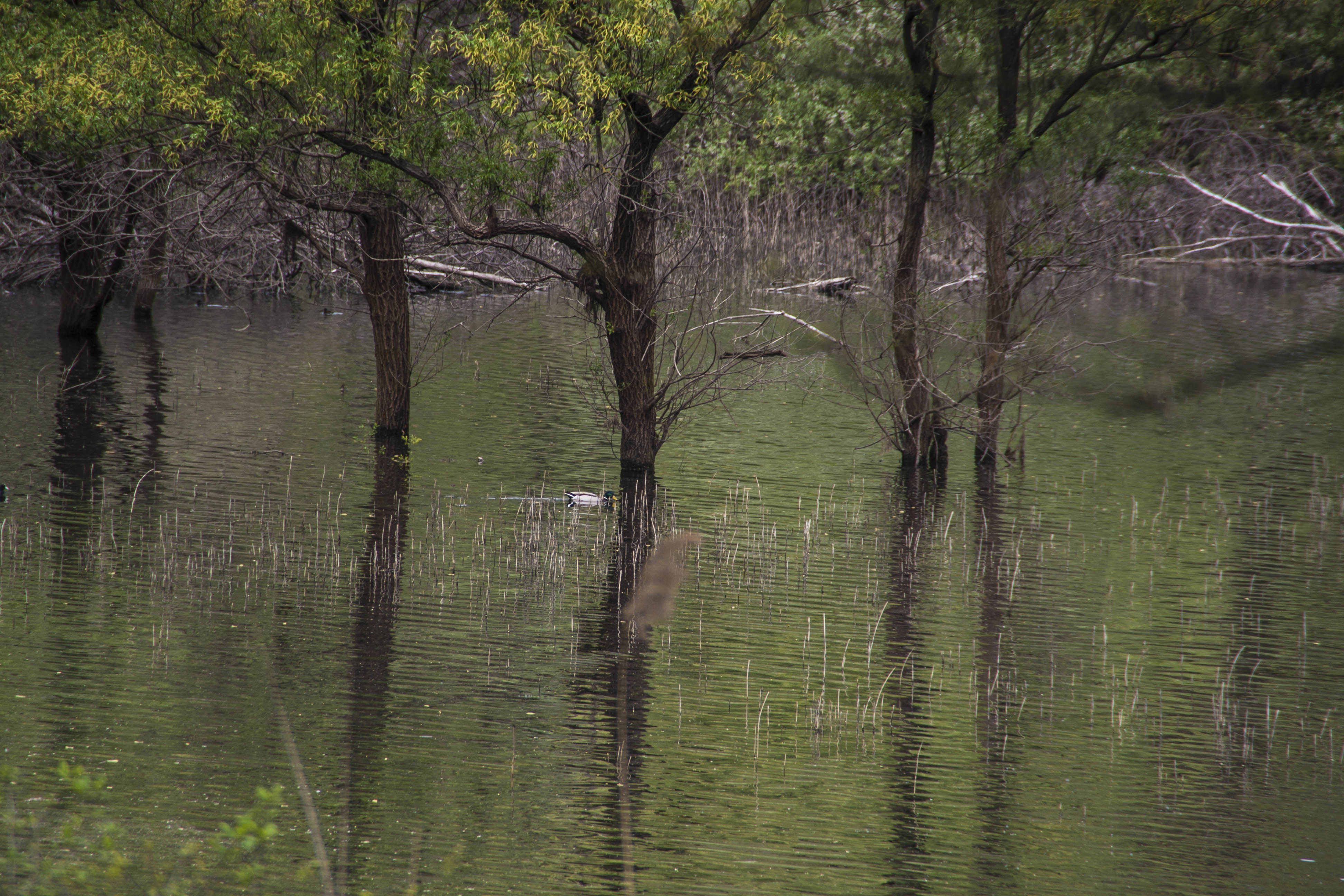 Nago (Tn) Lago di Loppio Natura Animali Anatra 