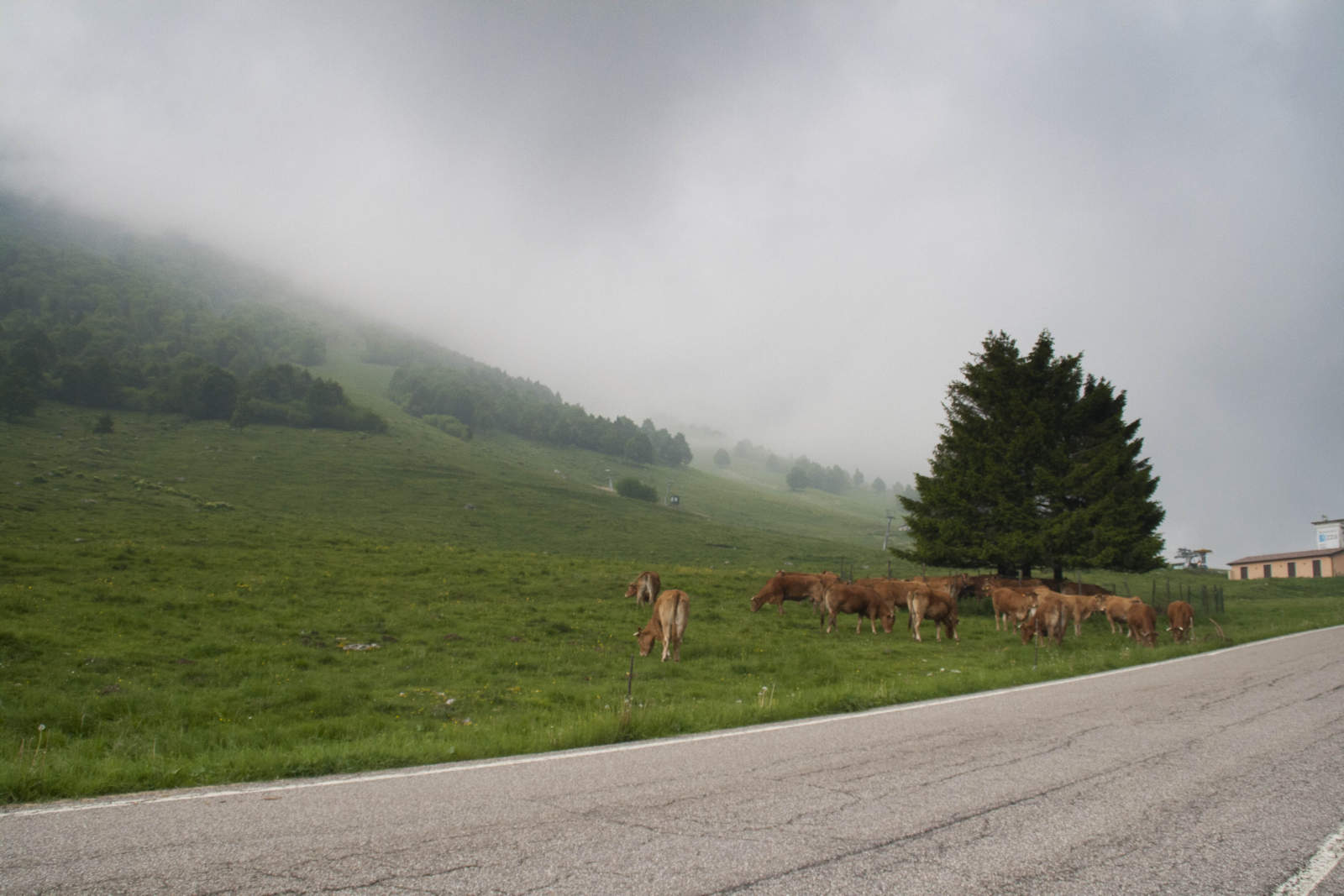 Monte Baldo Panorama Natura Mucche animali 