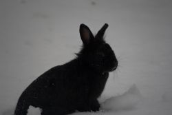 N/A Neve Animali coniglio natura 
