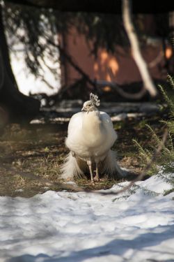 Crespellano (Bo) Animali Uccelli Pavone Pavone bianco sulla neve