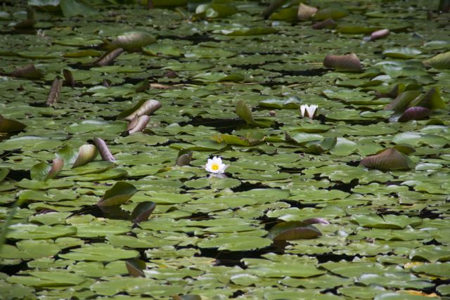 Lago di Cei Fiori piante acquatiche 