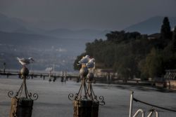 Sirmione (Bs) Gabbiani Lago di Garda Uccelli Animali 