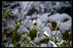 Indefinito Neve Natura 