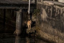 Sirmione (Bs) Animali Gatto Lago di Garda 