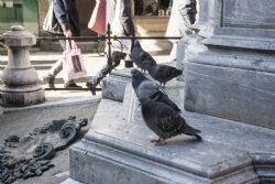Venezia Edifici Monumenti Particolare Colombi Uccelli 
