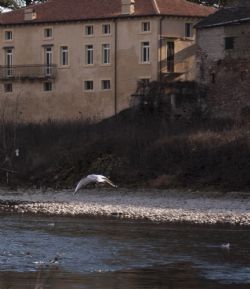 Parona (Vr) Adige Fiume Uccelli Natura Animali Percorso lungo Adige da Parona a Pescantina