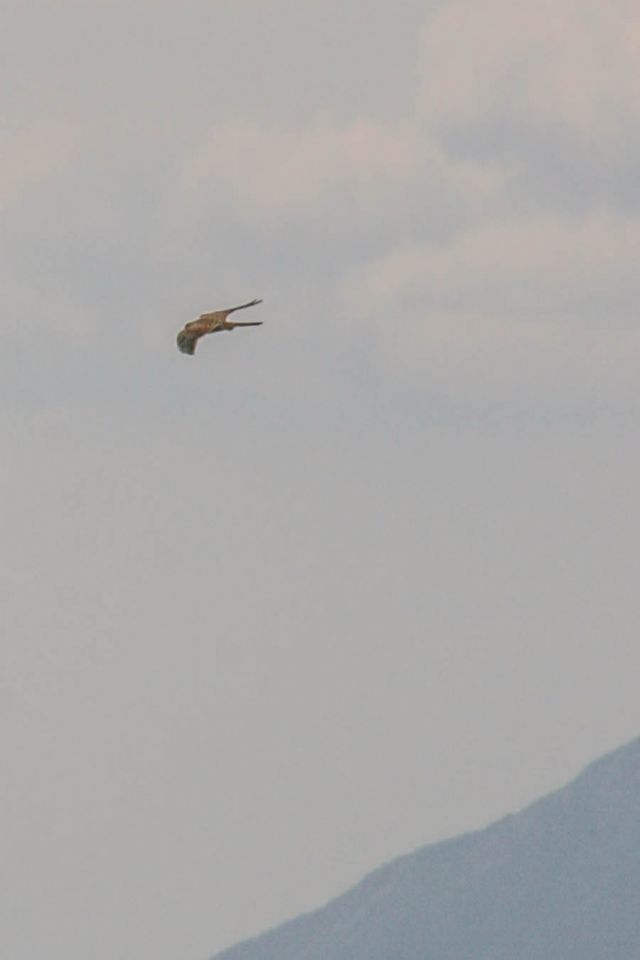 Monte Baldo Falco, Natura Montagne 