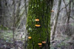 Crespellano (Bo) Boschi Natura Funghi 