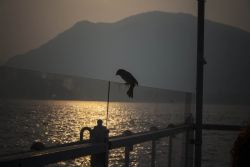 Torbole (Tn) Lago di Garda Tramonto Uccelli Natura 