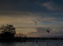 Sirmione (Bs) Lago di Garda Animali Uccelli Gabbiani Natura 