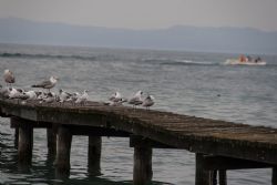 Garda (Vr) Lago di Garda Gabbiani Uccelli Natura 
